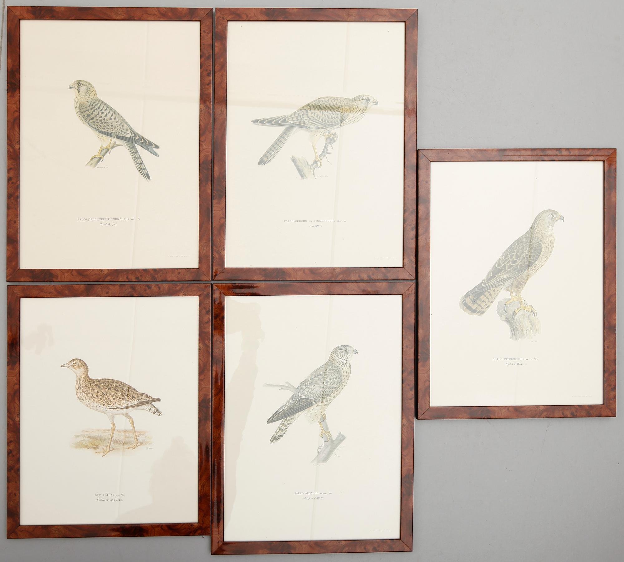 BRÖDERNA WRIGHT, 5 st, litografier, 1900-talets mitt.