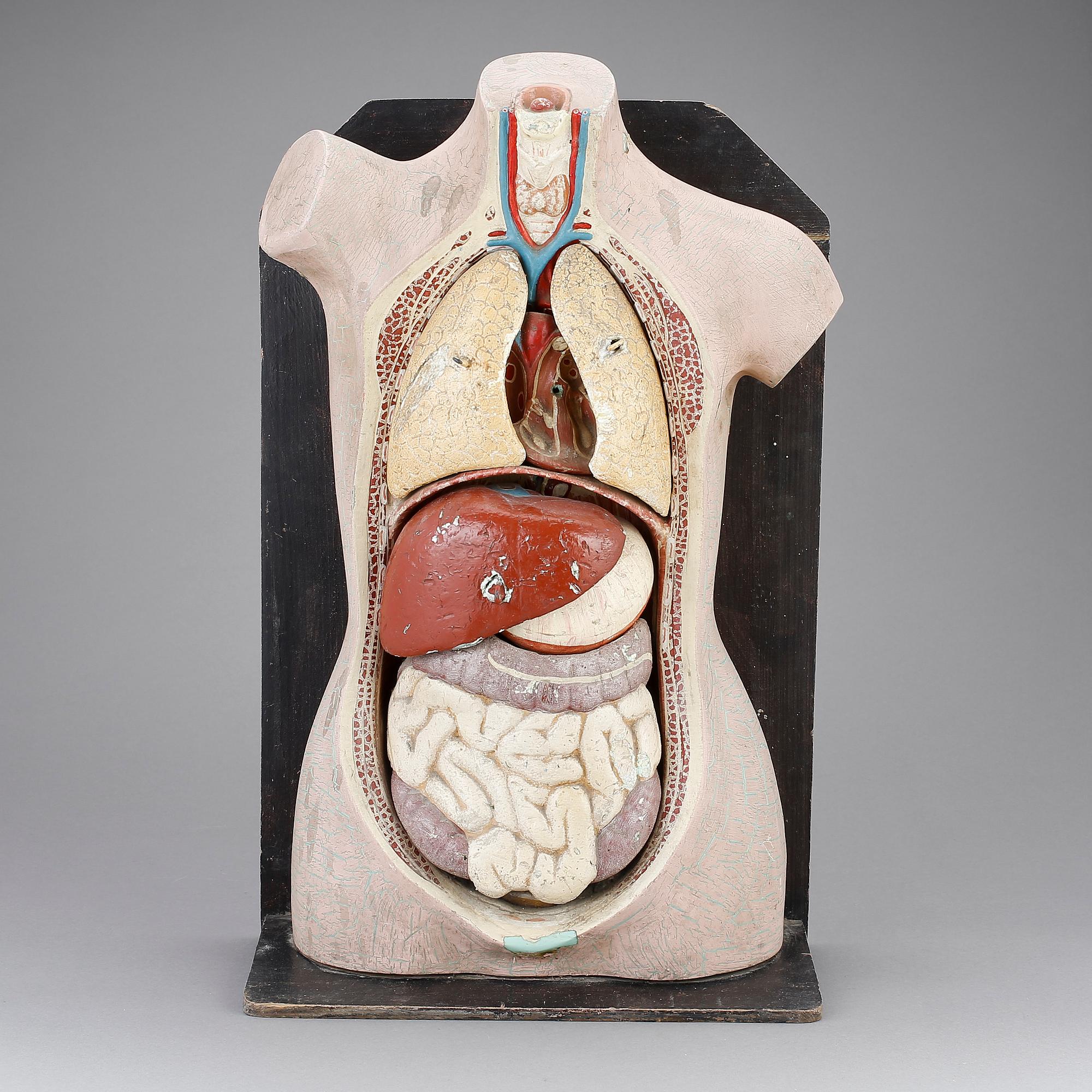 ANATOMISK BYST, 1900-tal.