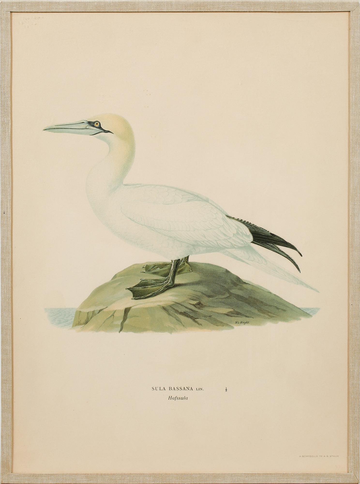 Ten prints from M and W von Wrights book "Svenska fåglar", printed at A. Börtzells in Stockholm, 20th century.