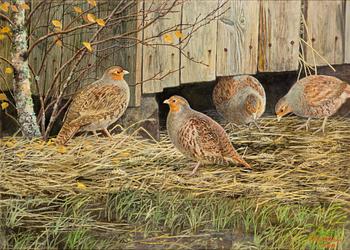 Niilo Vainio, Peltopyyt.