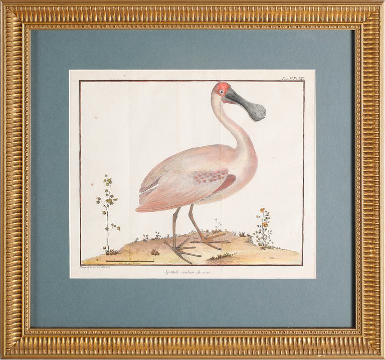 GRAVYRER, 2 st, efter Martinet, kolorerade, 1800-tal.