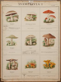 SKOLPLANSCHER, 4 st, "Svamptavla I-IV". Bengtsons Lit. AB. Sthlm 1935.