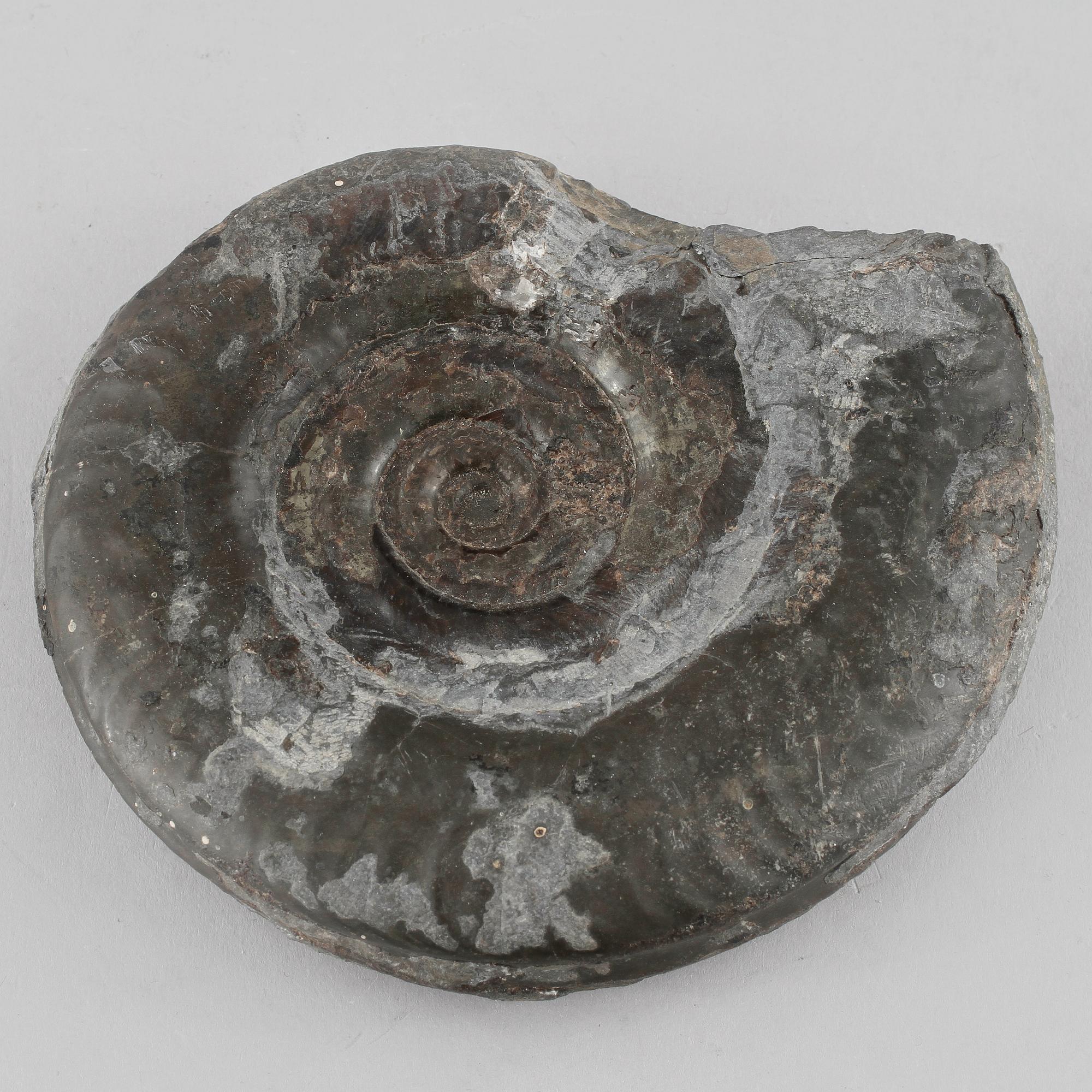 FOSSIL, ammonit.