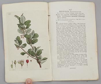 JOHAN WILHELM PALMSTRUCH, "Svensk Botanik, vol I-V. 1803-1805.