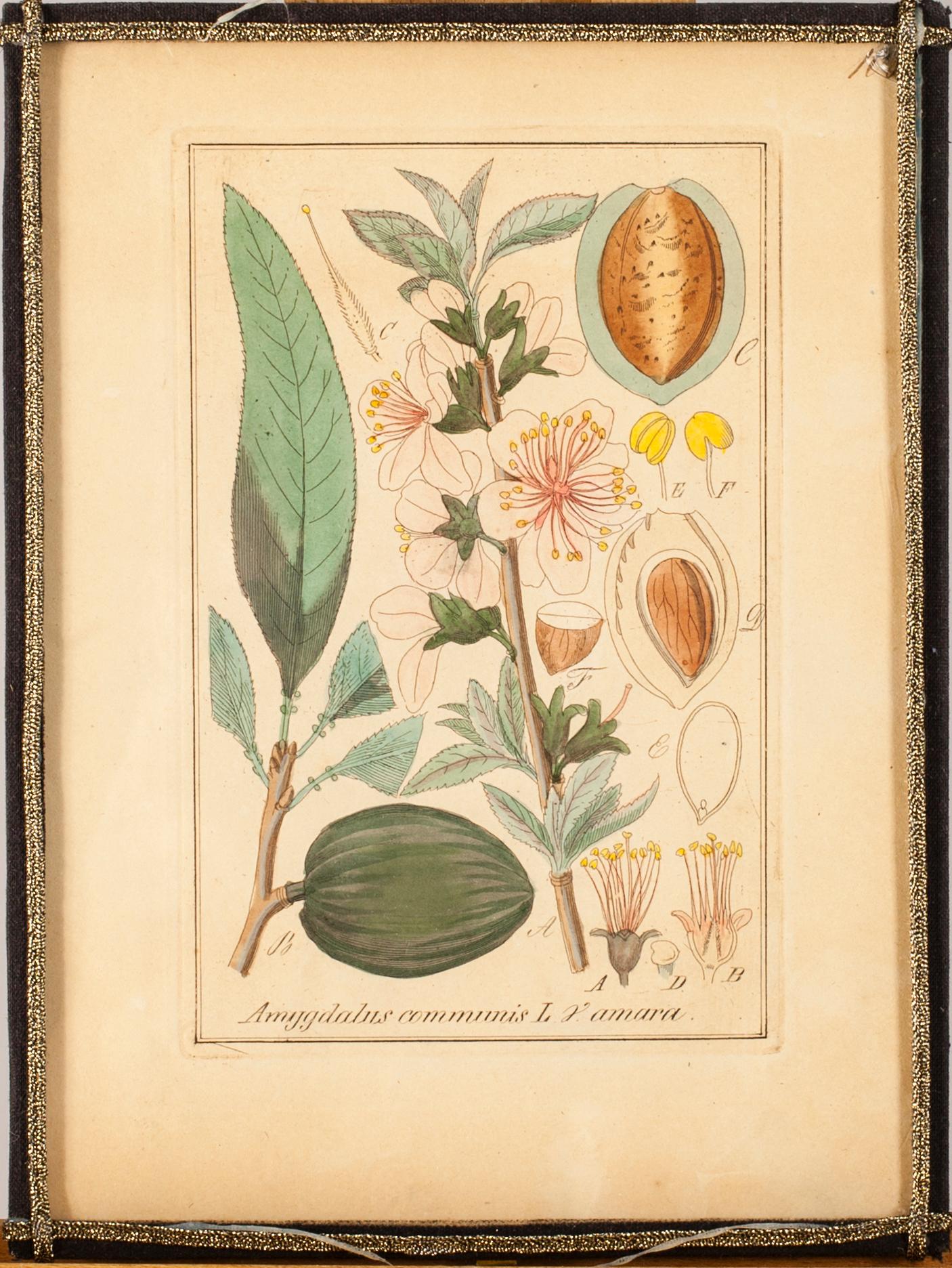 KUPARIPIIRROS, 16 kpl, käsinväritetyt ja käsinnumeroidut, 1800-luku.