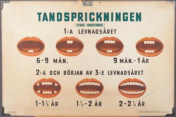 SKOLPLANSCHER, 2 st, Ljunglöfs STHLM, 1900-talets mitt.