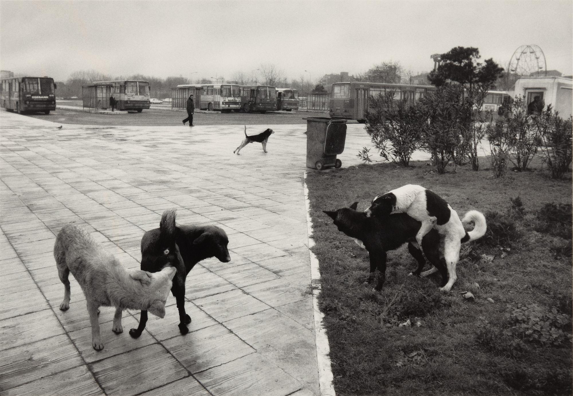 Pentti Sammallahti, "Istanbul, 1996".
