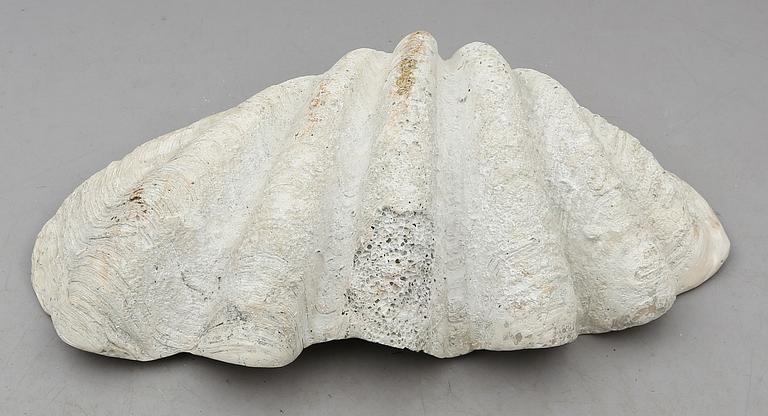 MUSSLA, fossil.