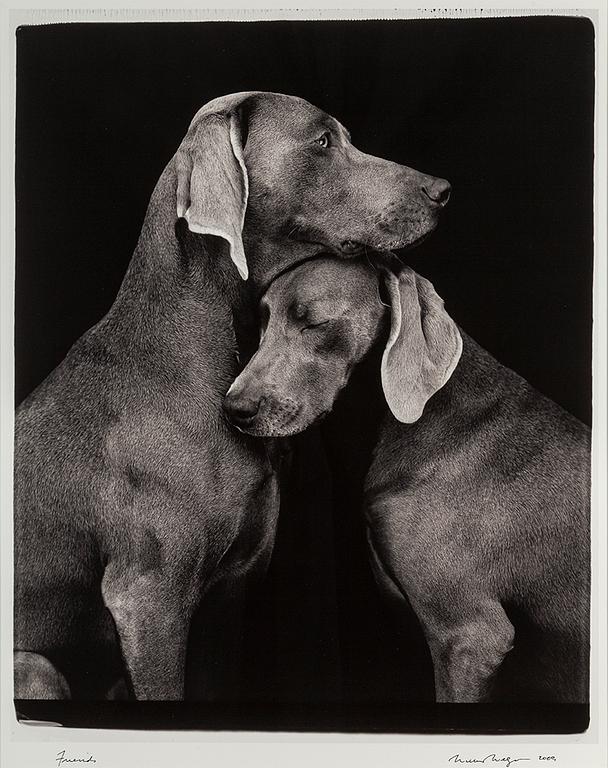 WILLIAM WEGMAN, photograph, signed and dated -09.