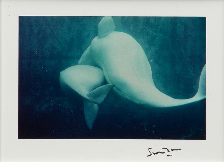Lord Snowdon, "Beluga Whales", 1968.