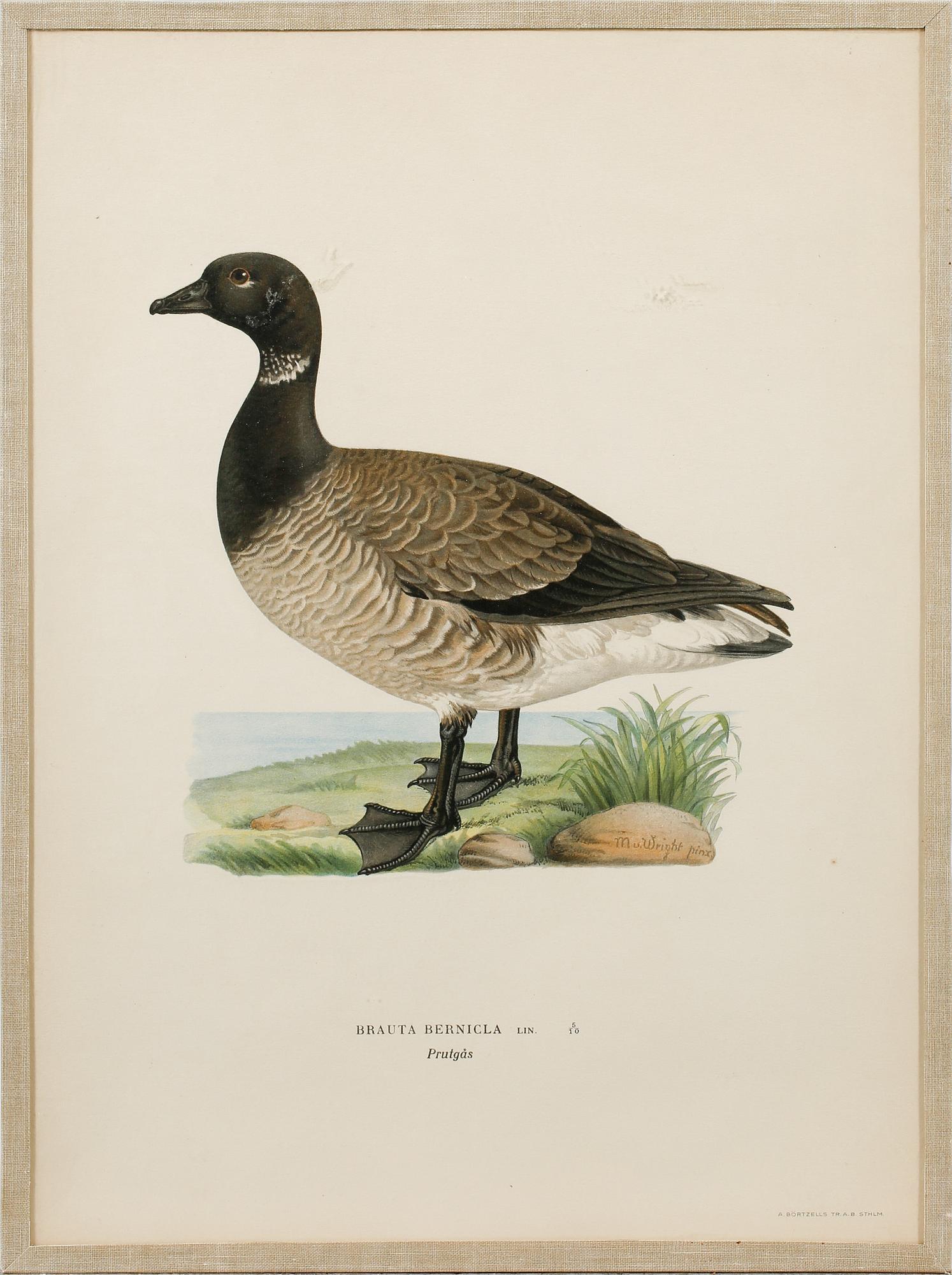 Ten prints from M and W von Wrights book "Svenska fåglar", printed at A. Börtzells in Stockholm, 20th century.