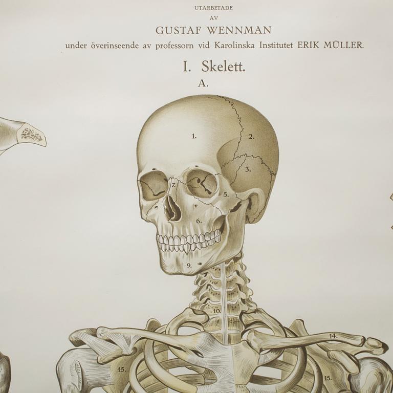 SKOLPLANSCH, "Skelett", Gustaf Wennman, utgiven av P.A Norstedt & Söners förlag Stockholm, 1900-talets första hälft.
