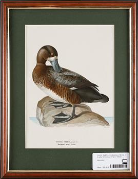 PARTI LITOGRAFISKA TRYCK, 4 st, efter Wilhelm von Wright, 1900-tal.