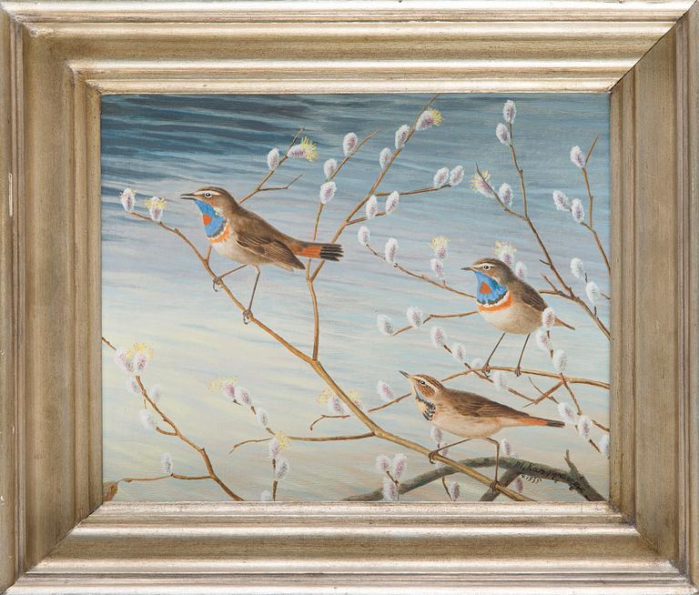 Matti Karppanen, Bluethroats on Branches.