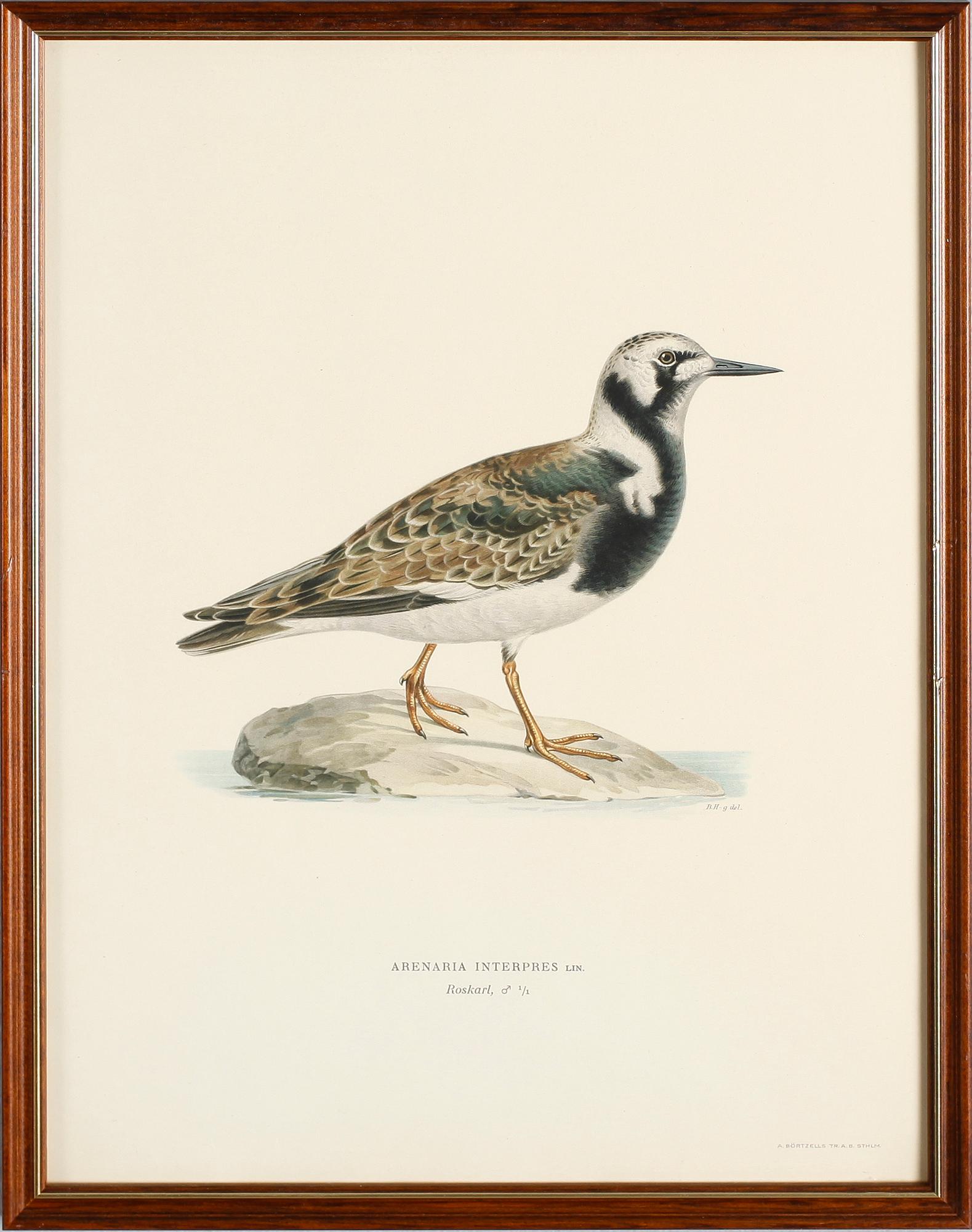 LITOGRAFISKA TRYCK, 13 st, ur von Wrights "Svenska fåglar", A. Börtzells, Stockholm.