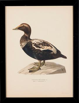 LITOGRAFIOITA, 5 kpl, Wilhelm von Wrightin ja Bror Hallbergin mukaan. A. Börtzell, Tukholma.