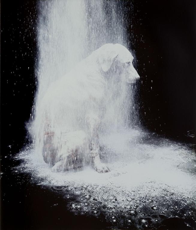 William Wegman, "Dusted".