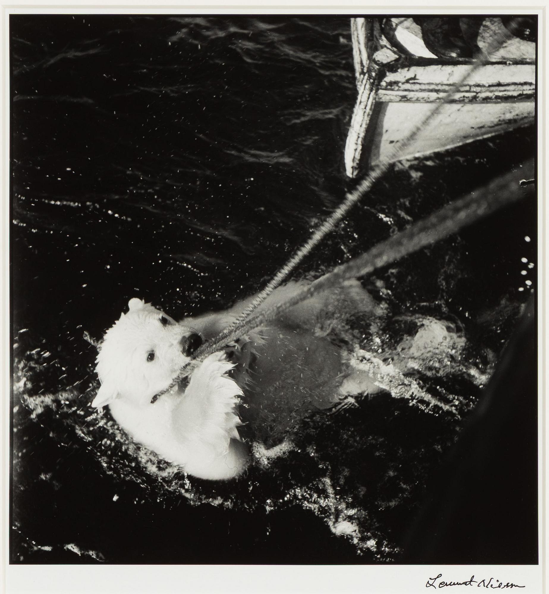 Lennart Nilsson,  "Isbjörnsjakt vid Hvitøya (Vitön), Svalbard, Norge 1947".