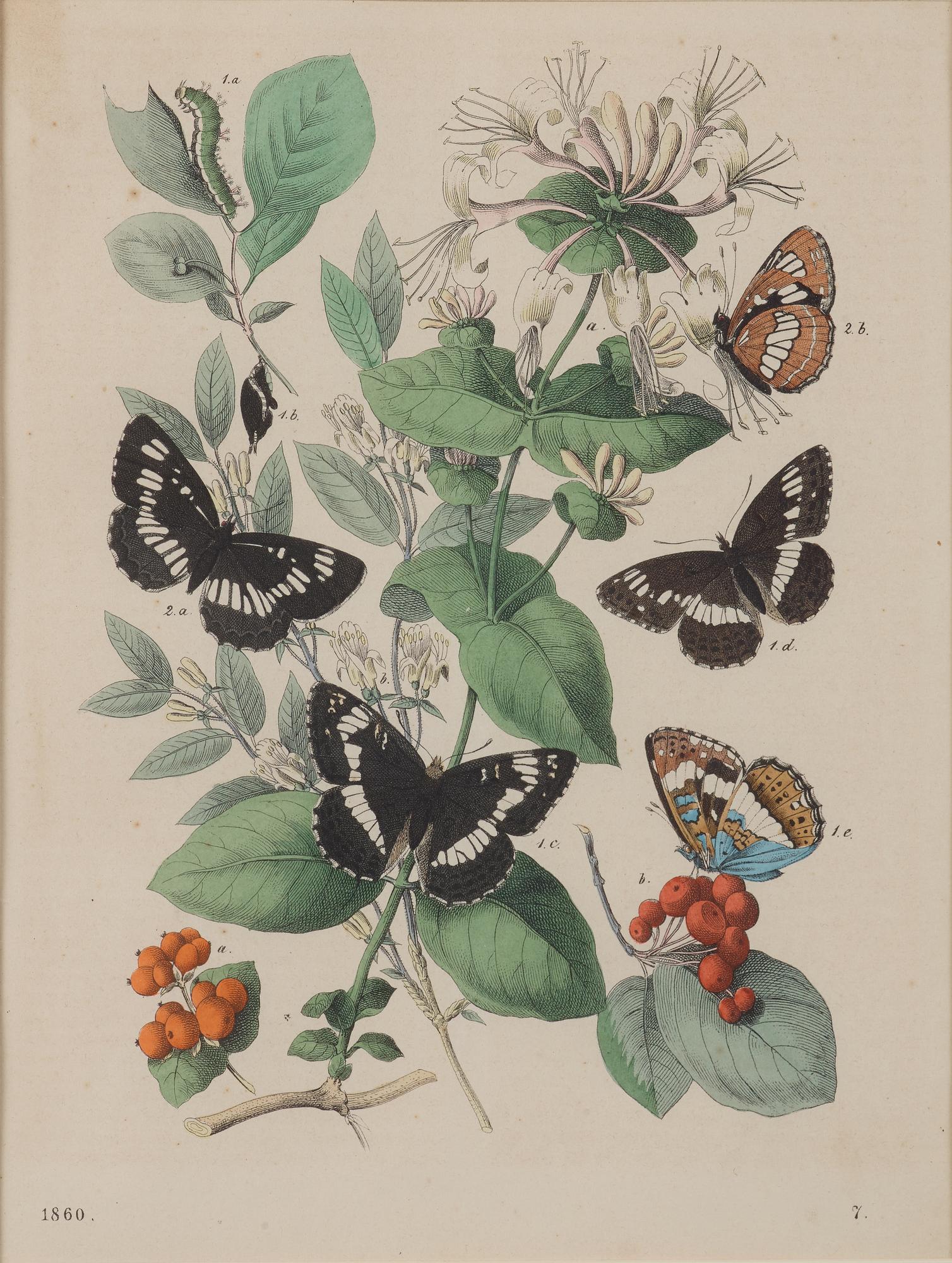 FÄRGLITOGRAFIER, 8 st, djur, fjärilar, fiskar och apor, 1800-/1900-tal.