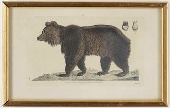 ZOOLOGISKA PLANSCHER, 5st, kolorerade gravyer, 1800-talets första hälft.