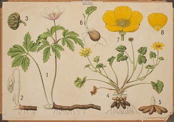 SKOLPLANSCHER, 4 st. 1900-tal.