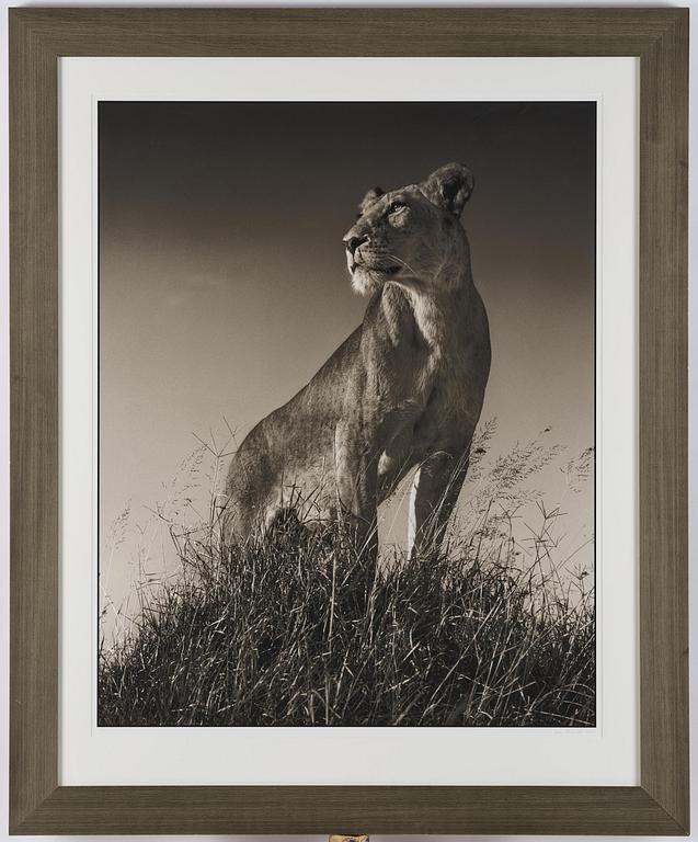 Nick Brandt, "Lioness on Mound", 2012.