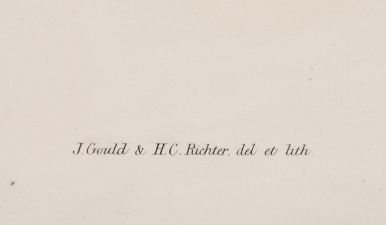 FÄRGLITOGRAFI. Efter J Gould och H C Richter.