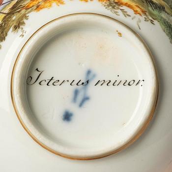 A pair of ornitological Meissen cups with saucers, period of Marcolini (1774-1814).