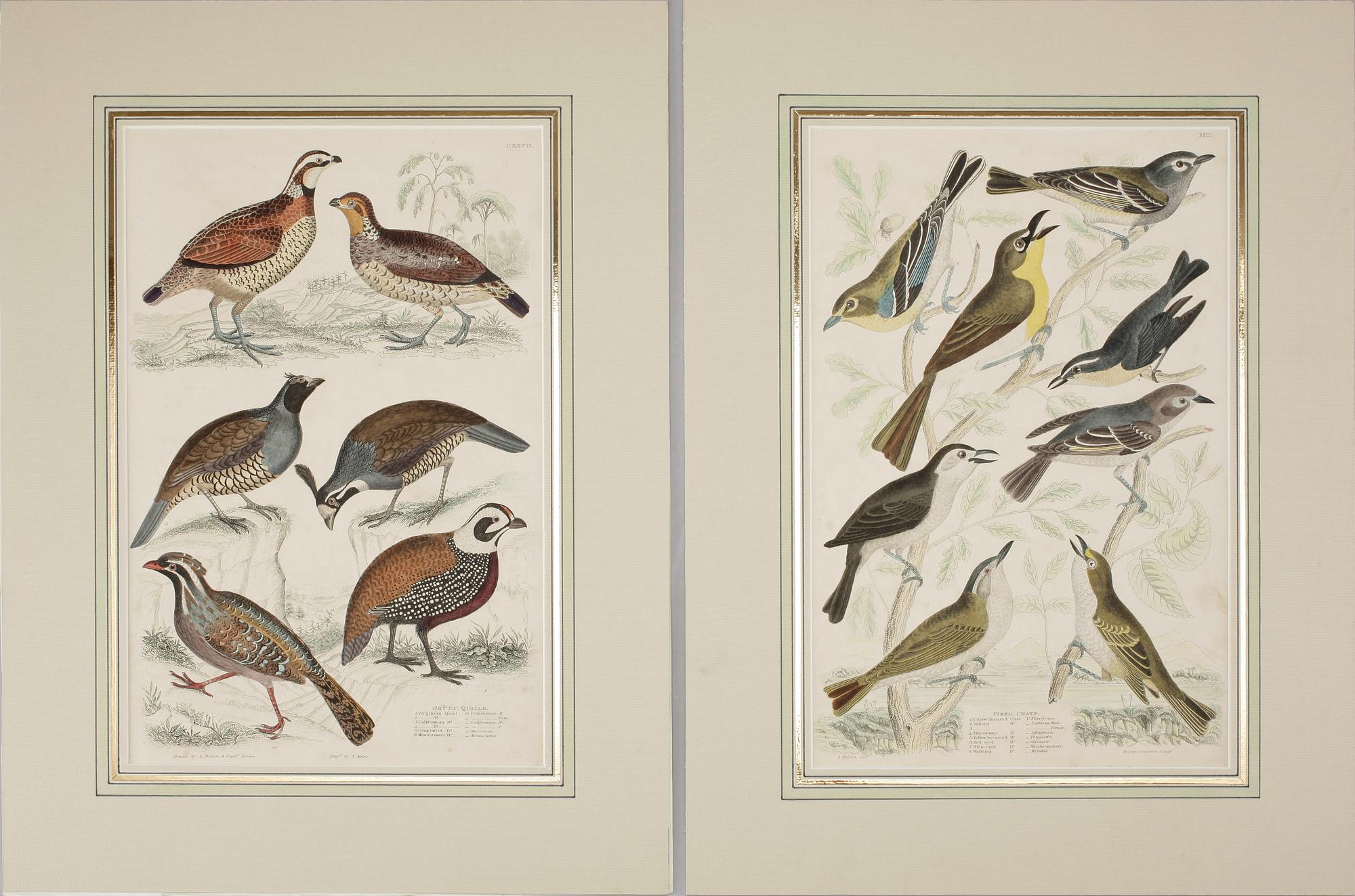 ALEXANDER WILSON, gravyrer, 2 st, handkolorerade.