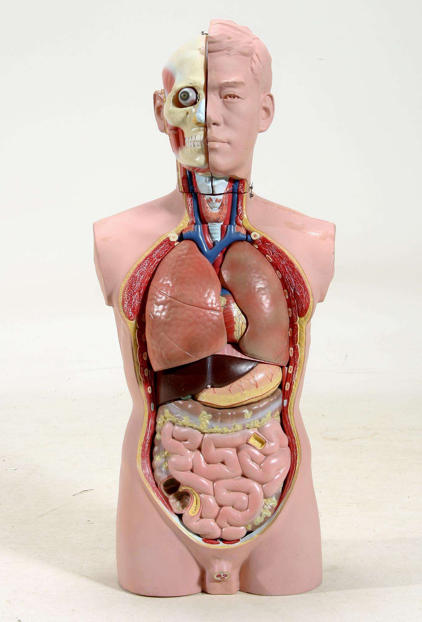 ANATOMIMODELL/DOCKA, konstmaterial.