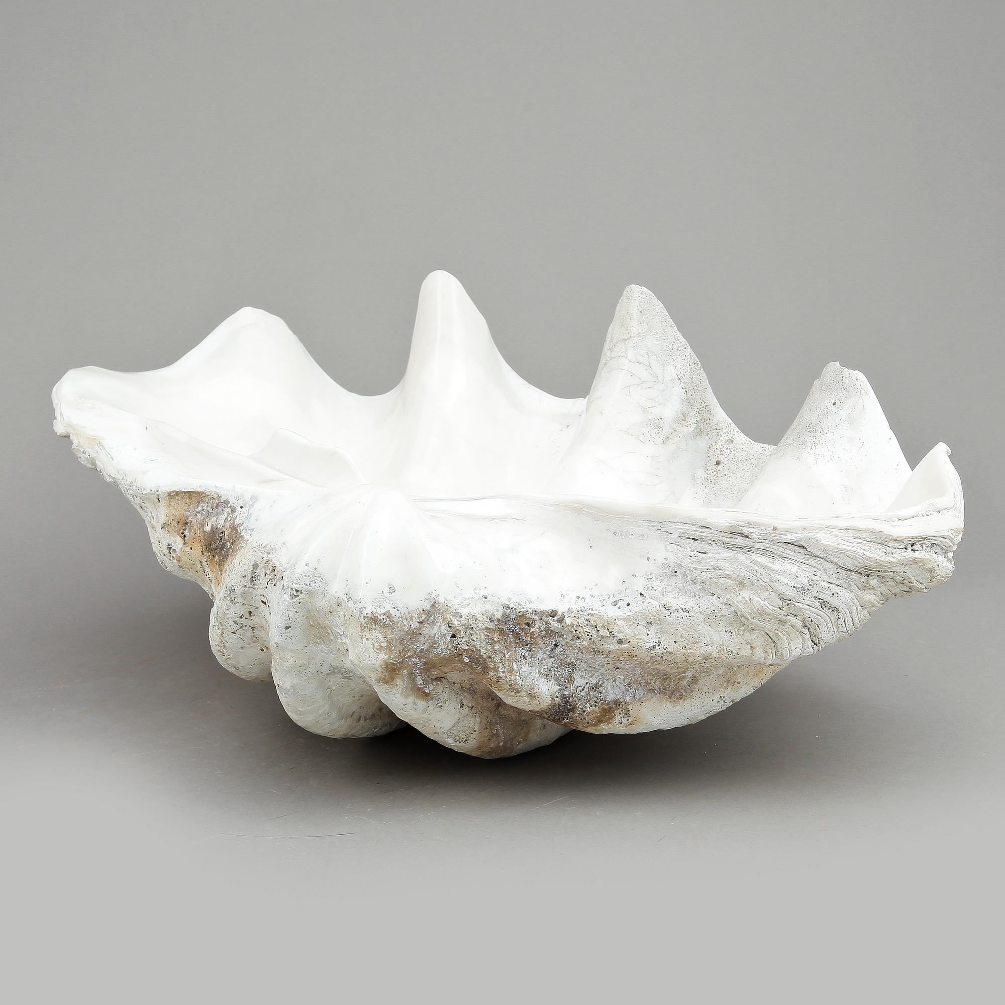 MUSSLA, fossil.