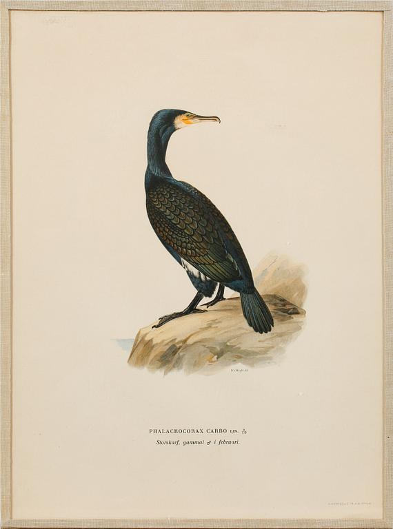 Ten prints from M and W von Wrights book "Svenska fåglar", printed at A. Börtzells in Stockholm, 20th century.