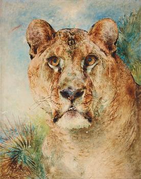 808. William Huggins, "Lioness".