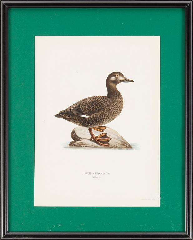 6 framed lithographic prints from brothers von Wrights "Svenska fåglar", A. Börtzells, Stockholm, 1917-29.