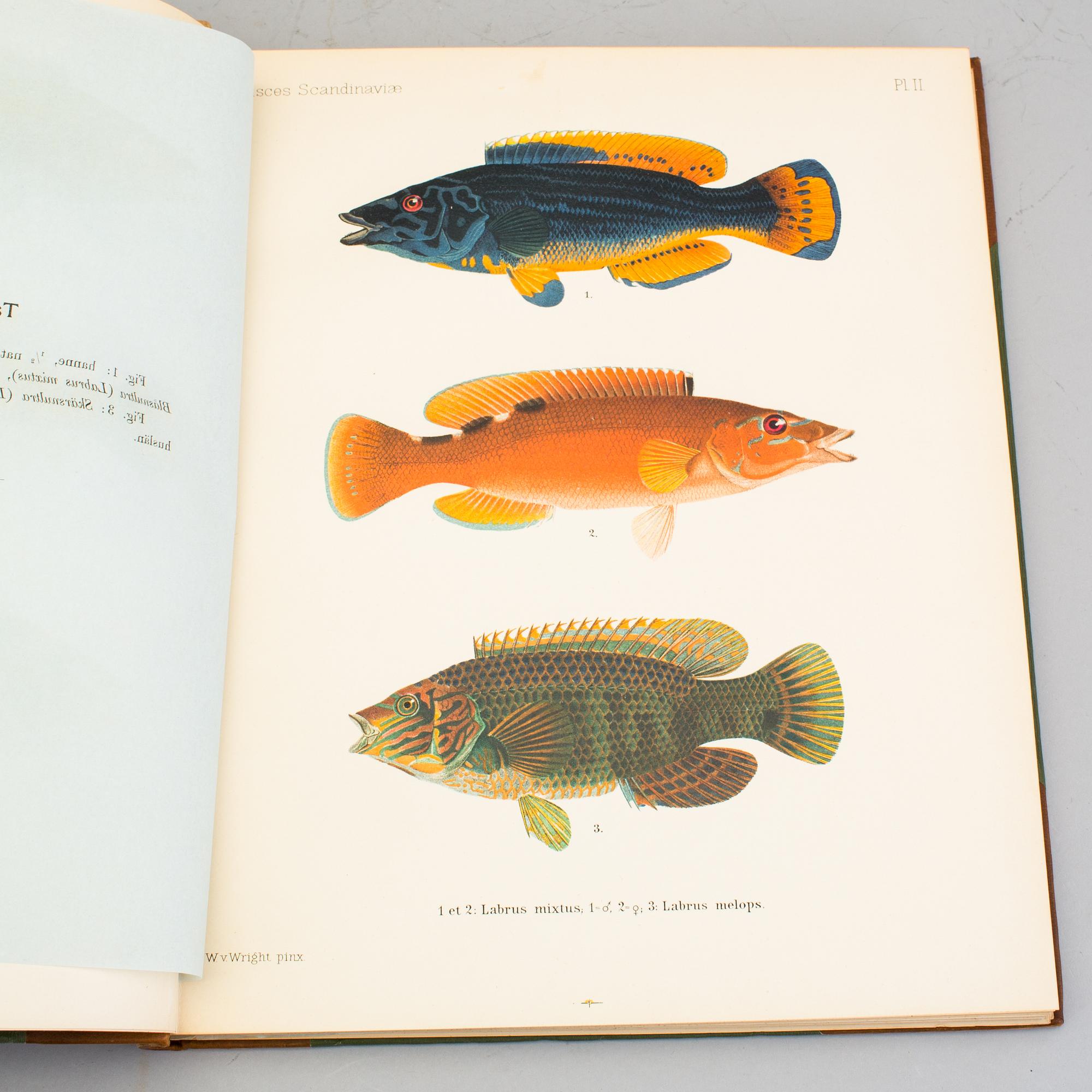 BOKVERK, 3 volymer, I+II+planschdel, "Skandinaviens Fiskar", FA Smitt, illustrerad av W von Wright, 2:a upplagan, 1895.