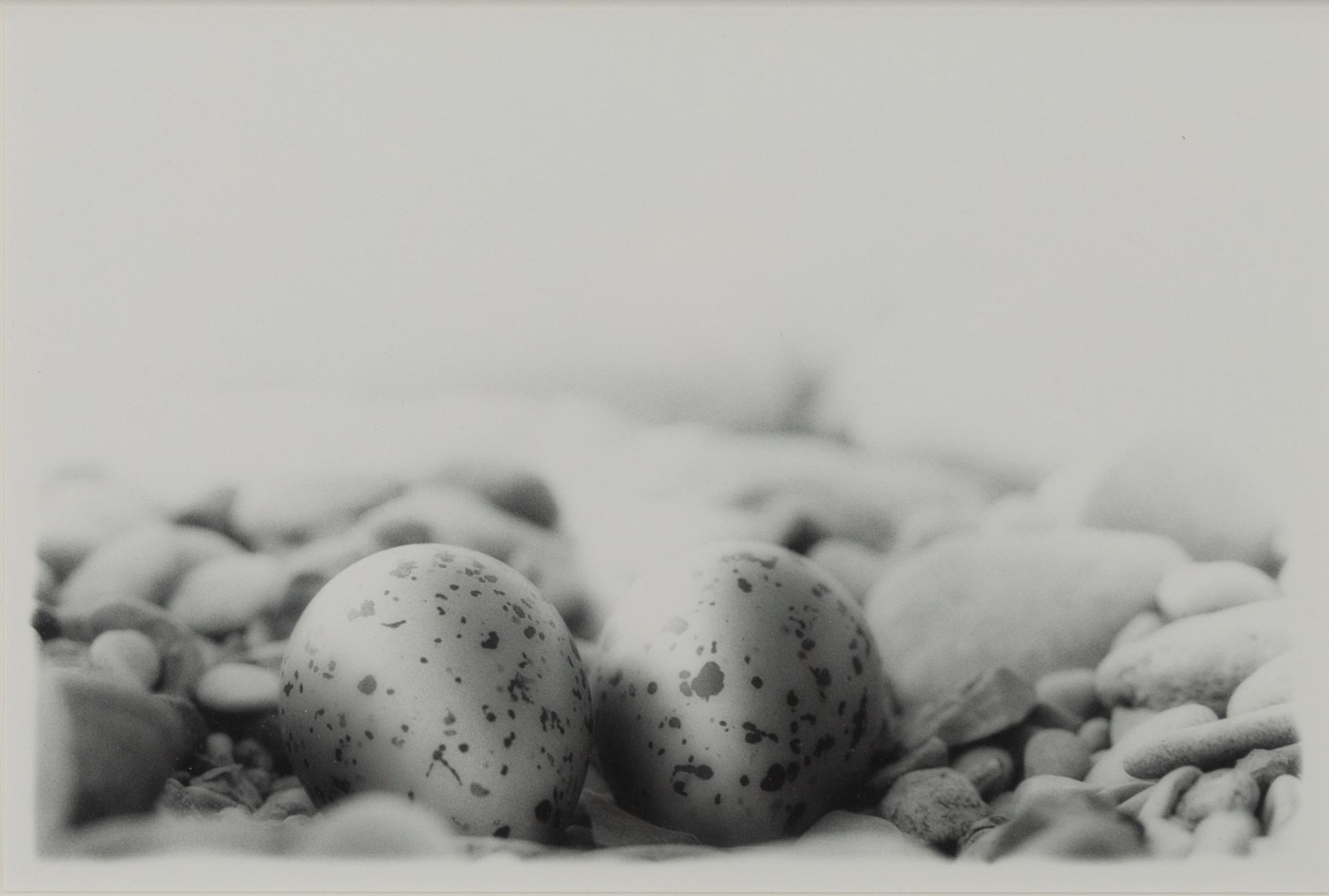 Dick Clevestam, "Stenrede med ägg av Strandpipare".