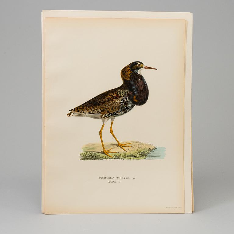 LITHOGRAPH, 30 pcs, after von Wright, Magnus, Wilhelm and Ferdinand & Hallberg, Bror. A. Börtzell, Stockholm.