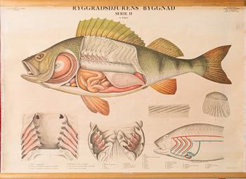 TWO EDUCATIONAL POSTERS, mid/second half 20th century.