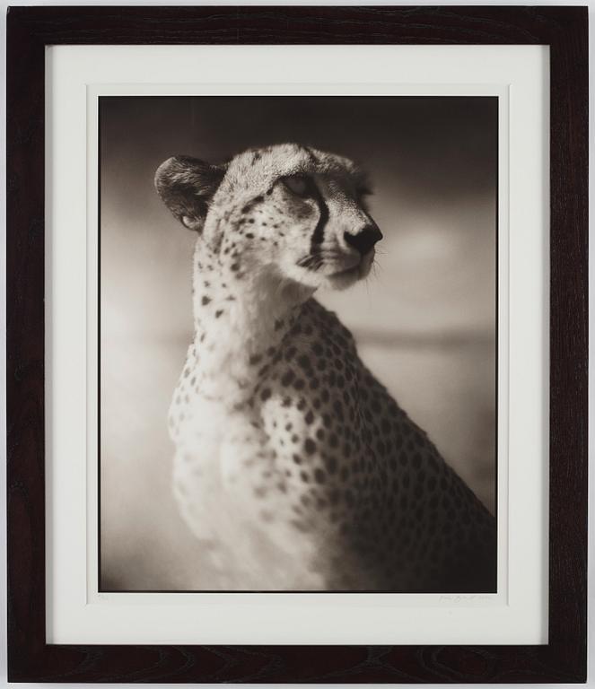 Nick Brandt, "Portrait of Cheetah Against Dark Sky, Masai Mara, 2004".