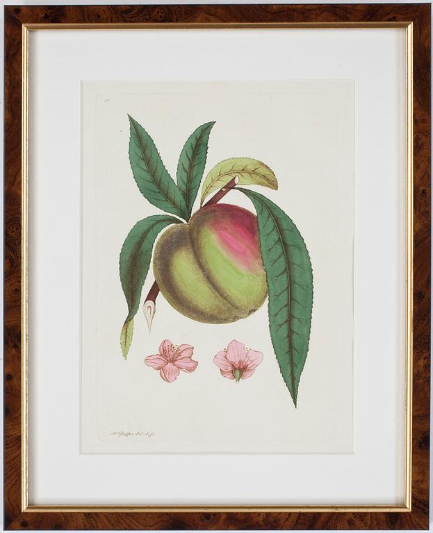 KOLORERADE GRAVYRER, 2 st, tidigt 1800-tal.