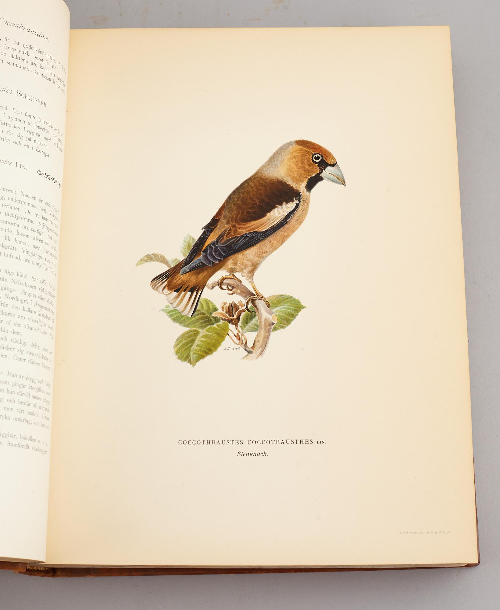 A set of three books about Swedish birds by von Wright. 1927.