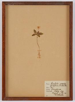 Herbarium, 10 delar, Sverige, 1930-1970-tal.