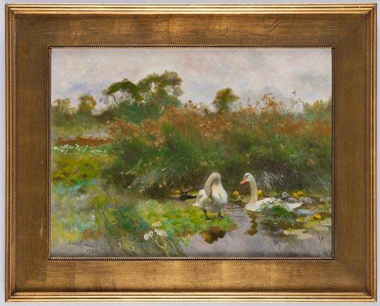 Bruno Liljefors, Two swans with cygnets.