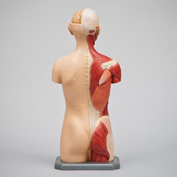 ANATOMISK BYST, 1900-tal.