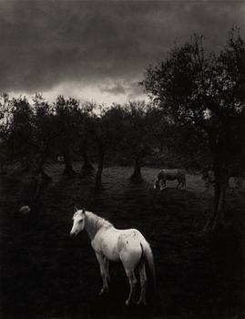 Pentti Sammallahti, "Cilento, Italia, 2000".