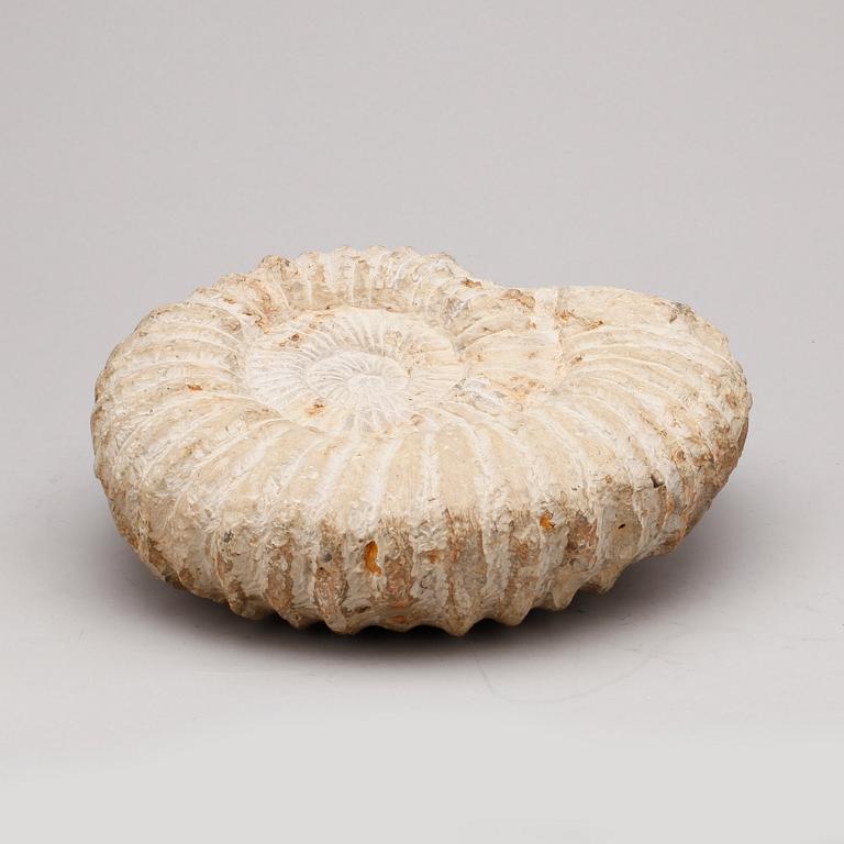 FOSSIL.