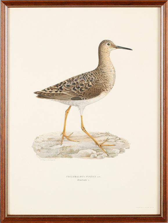 LITOGRAFISKA TRYCK, 13 st, ur von Wrights "Svenska fåglar", A. Börtzells, Stockholm.