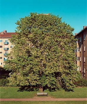 323. David Svensson, "Funderingar i det gröna", 2003.
