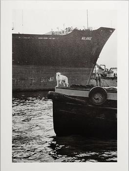 Peter de Ru, "Pråmskepparhund, Bottele hamn, Rotterdam, 1979".