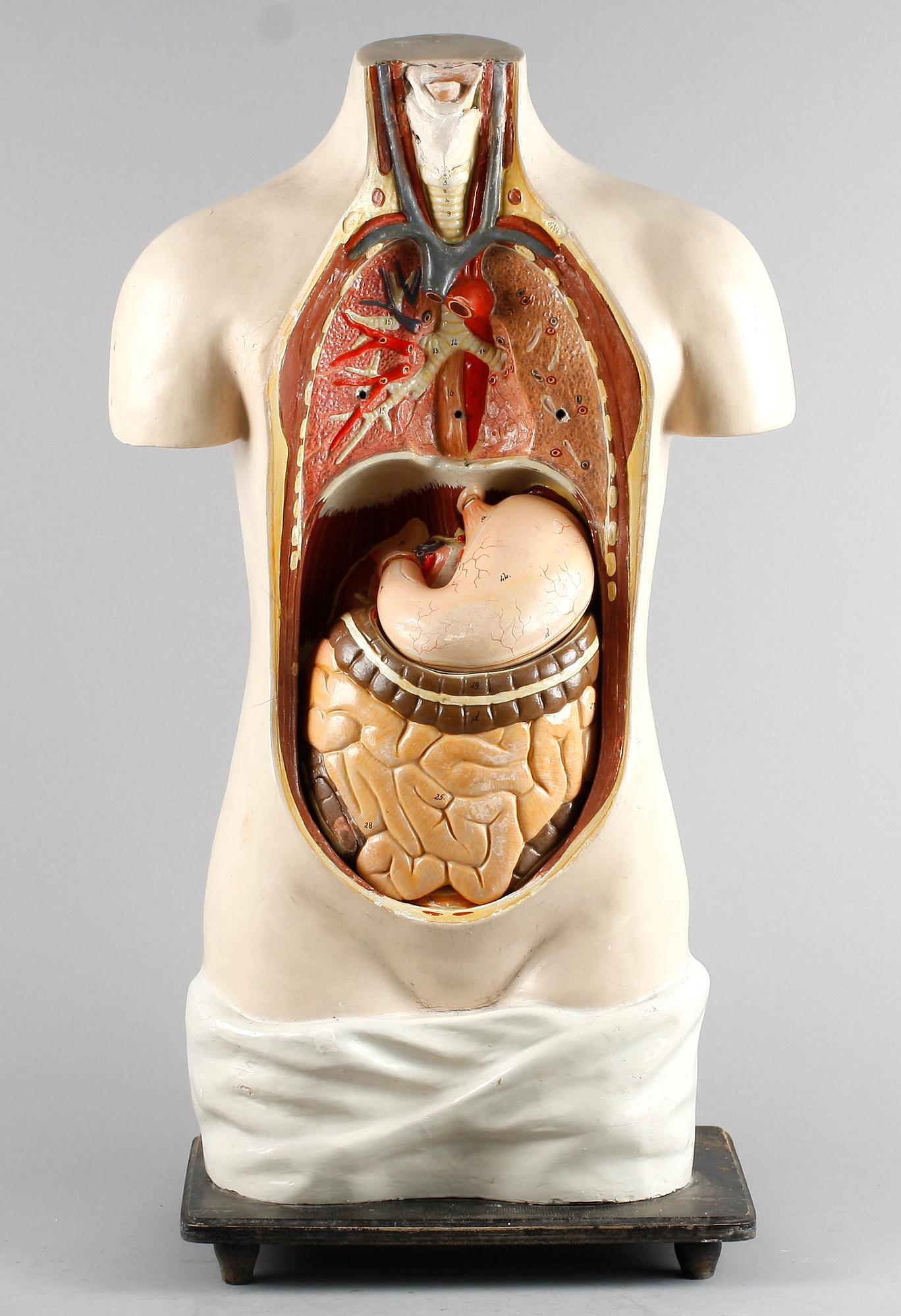 ANATOMISK TORSO, 1900-tal. Hårdplast.
